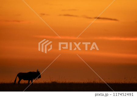 Blue wildebeest stands on horizon after sunset Blue wildebeest stands on horizon after sunset 117452491