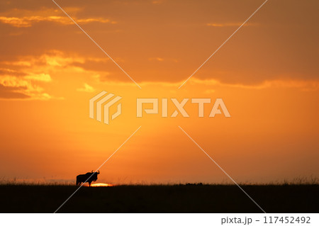 Blue wildebeest stands on horizon at sundown Blue wildebeest stands on horizon at sundown 117452492
