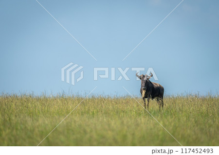 Blue wildebeest stands on horizon watching camera Blue wildebeest stands on horizon watching camera 117452493