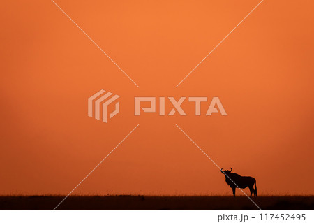 Blue wildebeest stands silhouetted upon sunset horizon 117452495