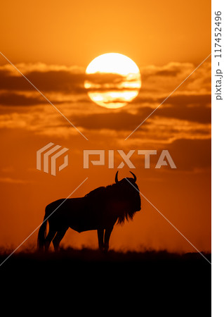 Blue wildebeest stands turning head at sundown 117452496