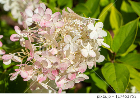 Summer hydrangea flower. Pink hydrangea flower in park 117452755