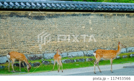 奈良の東大寺境内に集う鹿の親子 117453566