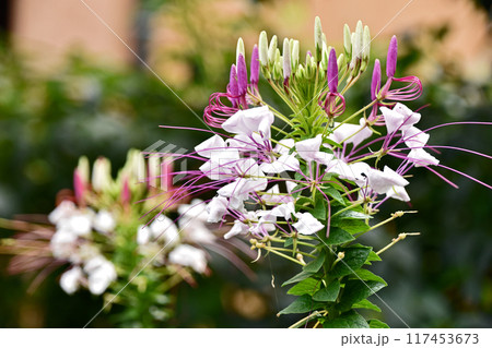 クレオメの花 117453673