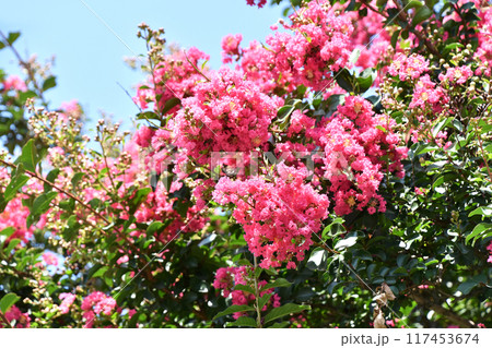 サルスベリの花 117453674