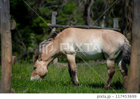 Equus ferus przewalskii, The wild horse in the forest of national park. Equus ferus przewalskii, The wild horse in the forest of national park. 117453699