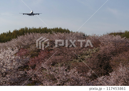 桜と飛行機 117453861