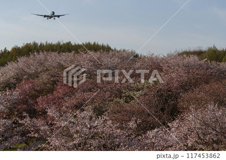 桜と飛行機 117453862