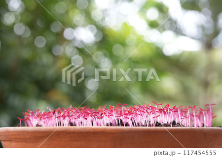 Red amaranth vegetables growing in a pot  117454555