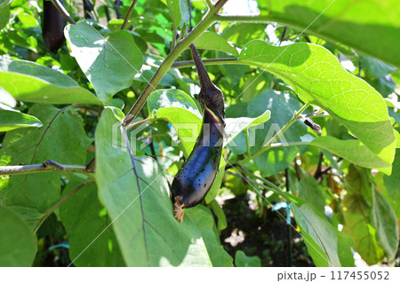 収穫間近の茄子 畑に実ったナスビ 中長なす なすび畑 夏野菜 健康野菜 淡色野菜  収穫間近の茄子 畑に実ったナスビ 中長なす なすび畑 夏野菜 健康野菜 淡色野菜  117455052