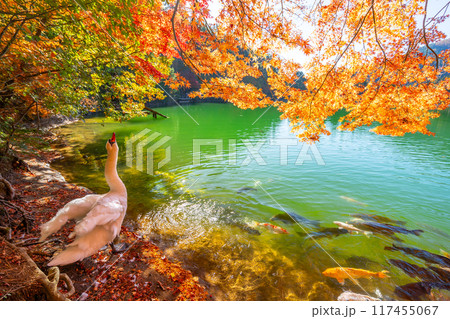 伊奈ヶ湖での紅葉と白鳥　【山梨県　南アルプス市】 117455067