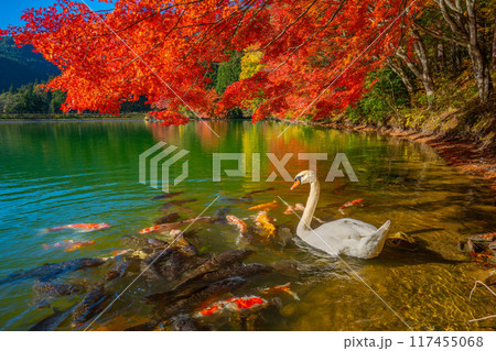 伊奈ヶ湖での紅葉と白鳥　【山梨県　南アルプス市】 117455068