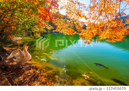 伊奈ヶ湖での紅葉と白鳥 【山梨県 南アルプス市】 伊奈ヶ湖での紅葉と白鳥 【山梨県 南アルプス市】 117455070