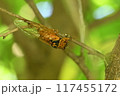 アカエゾゼミ 117455172
