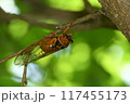 アカエゾゼミ 117455173