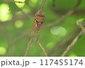 アカエゾゼミ 117455174