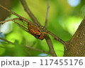 アカエゾゼミ 117455176