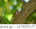 アカエゾゼミ 117455177