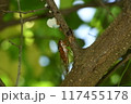 アカエゾゼミ 117455178