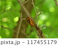 アカエゾゼミ 117455179