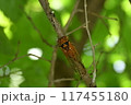 アカエゾゼミ 117455180