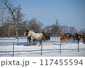雪原を走る馬 117455594