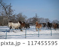 雪原を走る馬 117455595