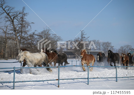 雪原を走る馬の写真素材 [117455595] - PIXTA