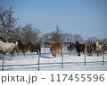 雪原を走る馬 117455596