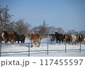 雪原を走る馬 117455597