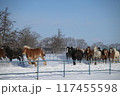 雪原を走る馬 117455598