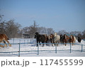 雪原を走る馬 117455599