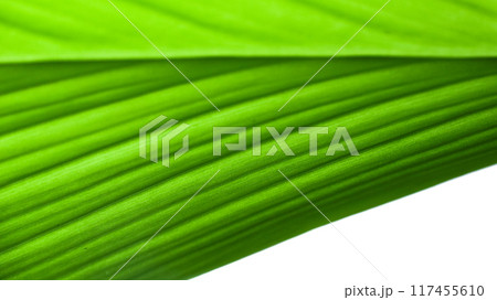 A close-up photograph of a green leaf with its veins clearly visible. A close-up photograph of a green leaf with its veins clearly visible. 117455610