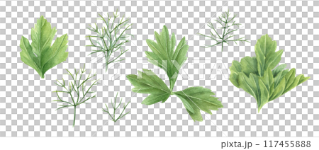 Parsley, dill and celery leaves. Fresh greenery. Garden herbs. Delicious seasoning plants for cooking. Watercolor floral illustration. Green aromatic ingredient for recipes, menu, cookbook 117455888