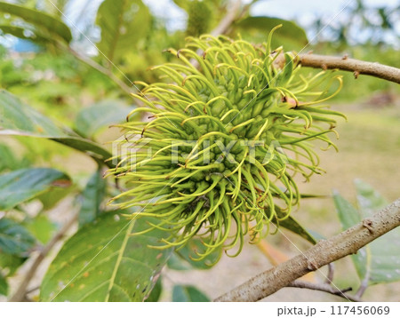 Close up of green rambutan hunging in the tree. Close up of green rambutan hunging in the tree. 117456069