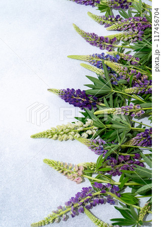 Lupine flowers. Purple and pink bud. 117456704