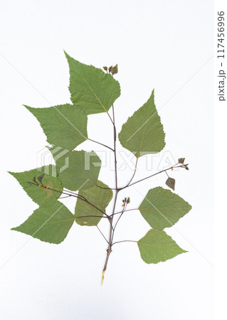 Dried birch tree leaves, herbarium on white background, top view Dried birch tree leaves, herbarium on white background, top view 117456996