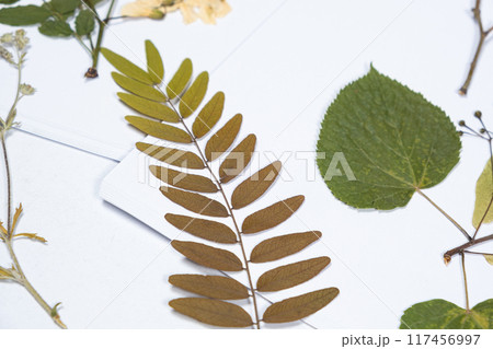 Dried Gleditsia honey locust branch, herbarium of various plants. Dried Gleditsia honey locust branch, herbarium of various plants. 117456997