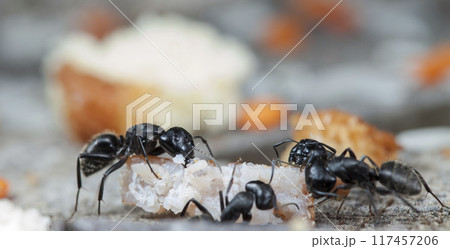 big forest ants in a native habitat 117457206