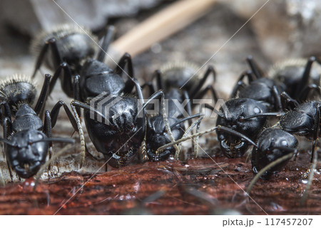 big forest ants in a native habitat 117457207