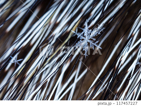 snapshot of a small snowflake taken during a snowfall snapshot of a small snowflake taken during a snowfall 117457227
