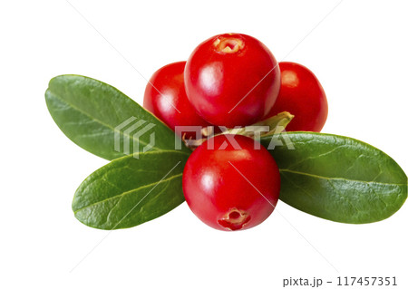Lingonberry with leaves, isolated on white background 117457351