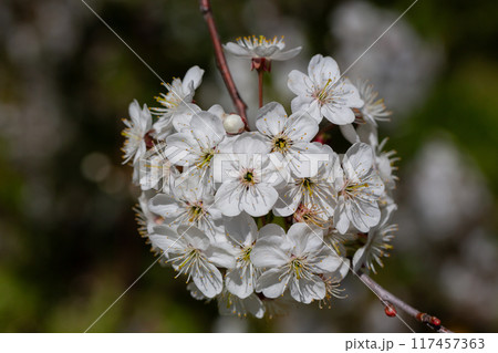Prunus cerasus flowering tree flower, beautiful white petals tart dwarf cherry flowers in bloom. Garden fruit tree with blossom flowers 117457363