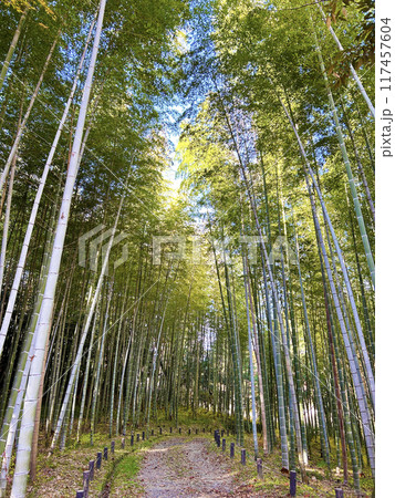遊歩道と竹林 遊歩道と竹林 117457604