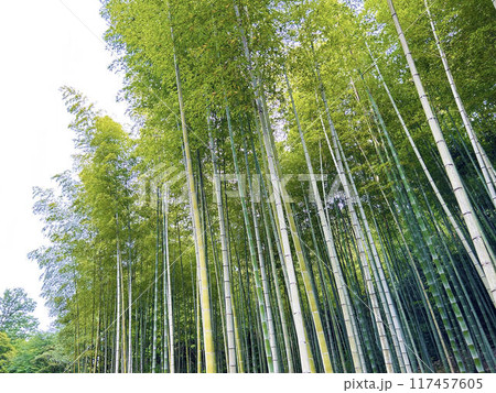竹林のある風景 117457605
