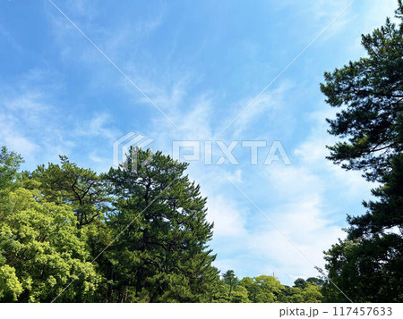 木々の間から見る青空の風景 117457633