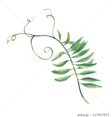 Mouse pea flower twig Watercolour floral illustration. Curly green leaves isolated from background. Meadow wildflower botanical realistic hand painted plant. Clipart for greeting card, floral sticker  117457871