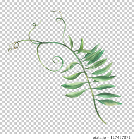 Mouse pea flower twig Watercolour floral illustration. Curly green leaves isolated from background. Meadow wildflower botanical realistic hand painted plant. Clipart for greeting card, floral sticker  117457871