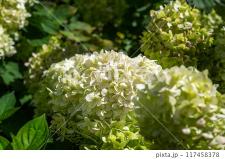Hydrangea Flowers in the Garden 117458378