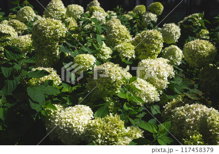 Hydrangea Flowers in the Garden 117458379